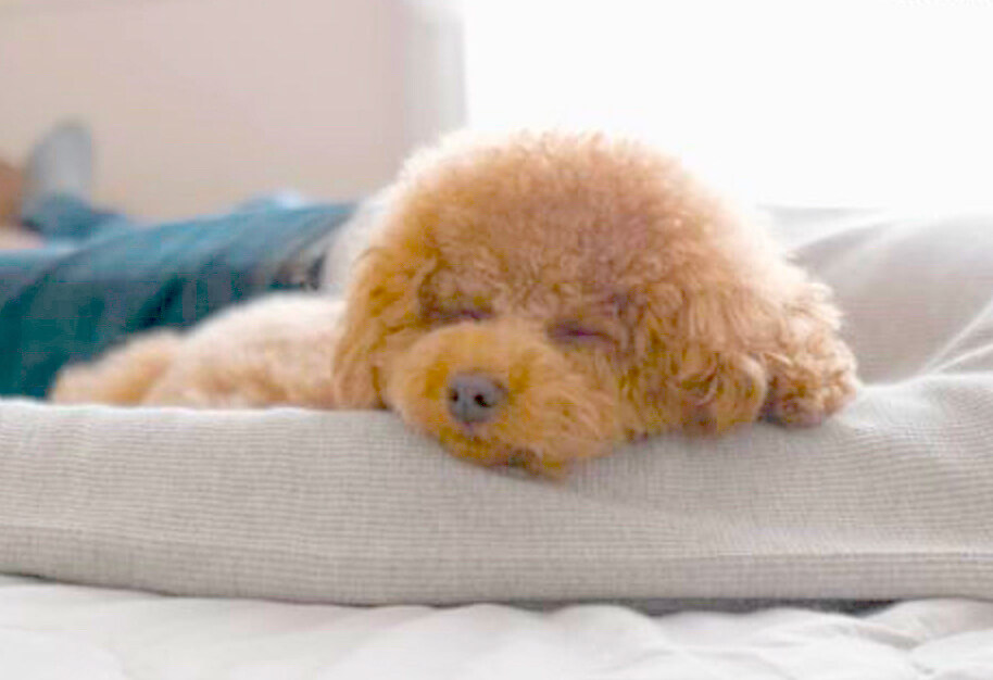 守りたい、この寝顔】遊び疲れて飼い主の腕枕で眠るトイプードルに親心