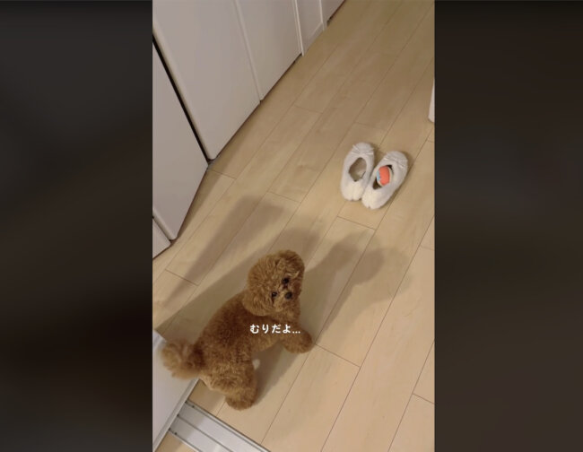 トイプードル,動画