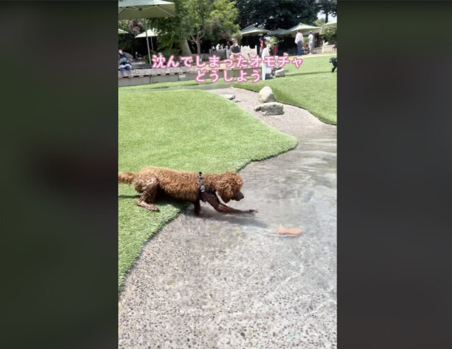 トイプードル,動画