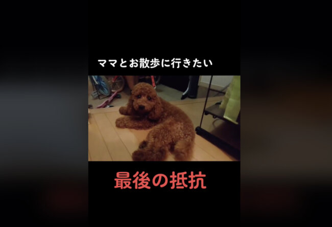 トイプードル,動画