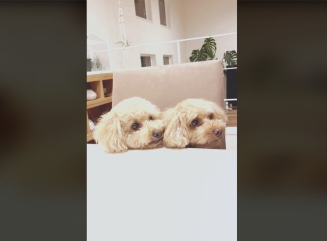 トイプードル,動画