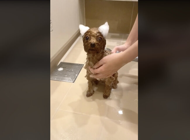 トイプードル,動画