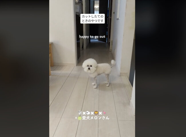 トイプードル,動画