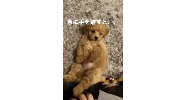 トイプードル,動画