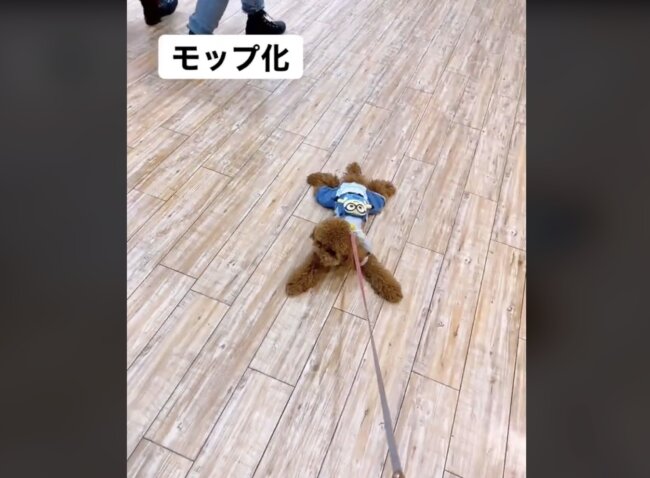 トイプードル,動画