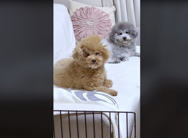 トイプードル,動画