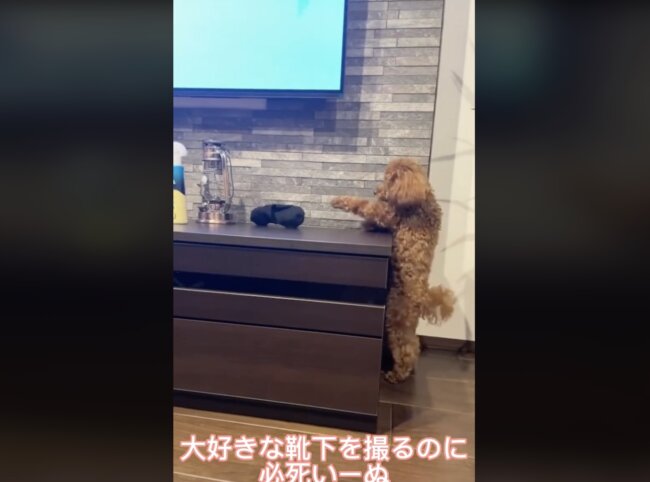 トイプードル,動画