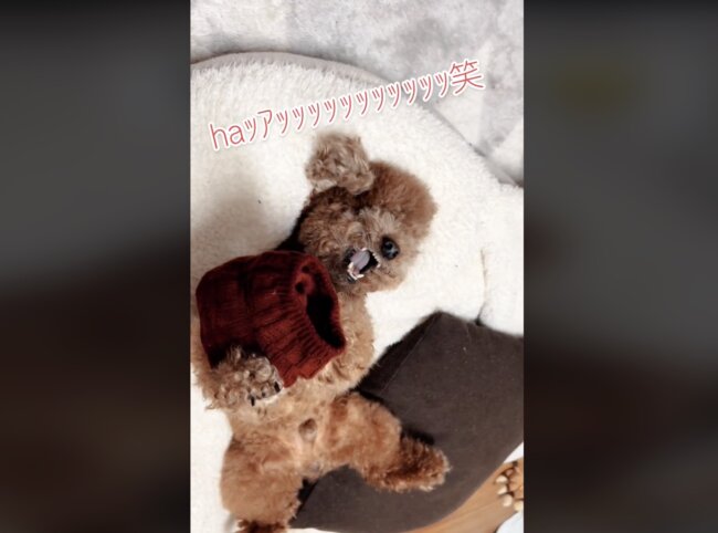 トイプードル,動画