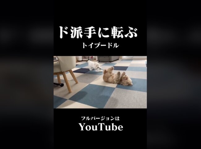 トイプードル,動画