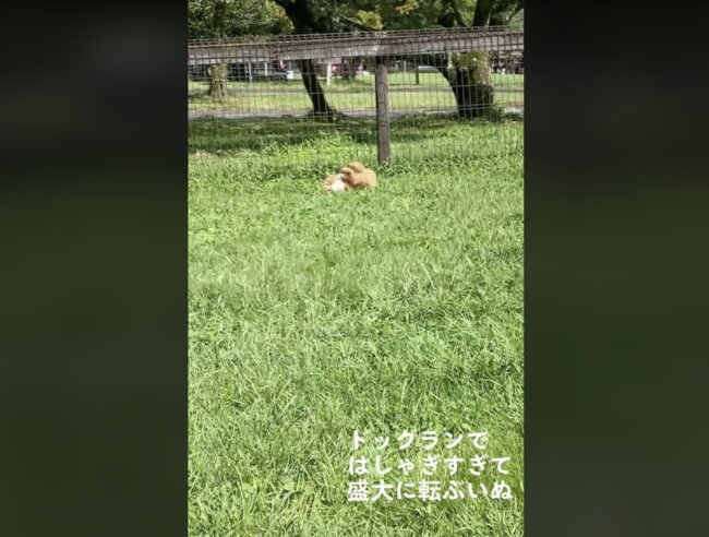 トイプードル,動画