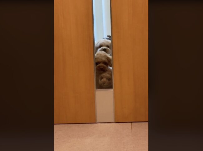 トイプードル,動画