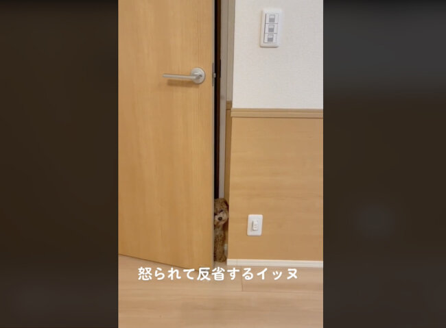 トイプードル,動画