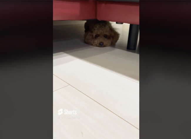 トイプードル,動画