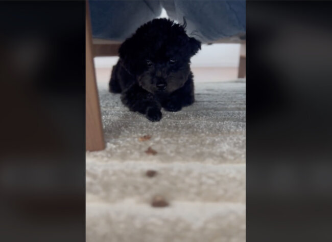 トイプードル,動画