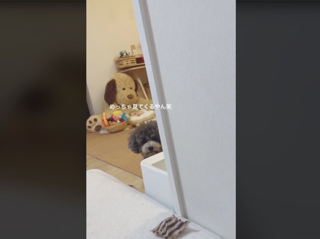 トイプードル,動画