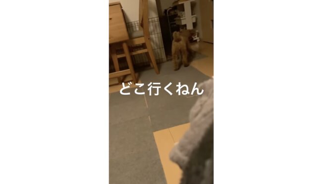 トイプードル,動画