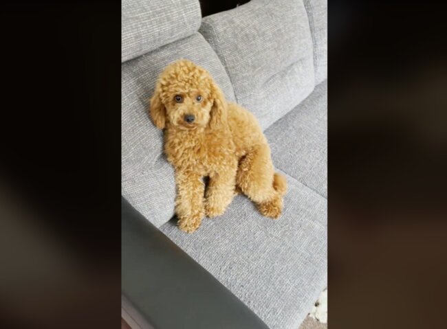 トイプードル,動画