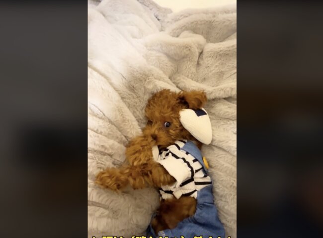 トイプードル,動画