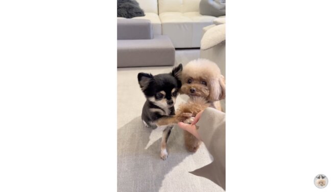 トイプードル,動画