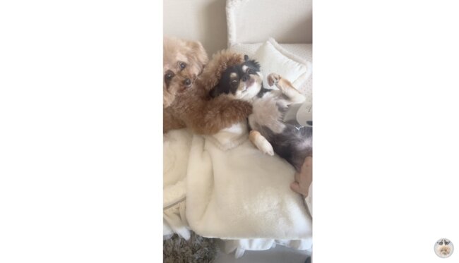 トイプードル,動画