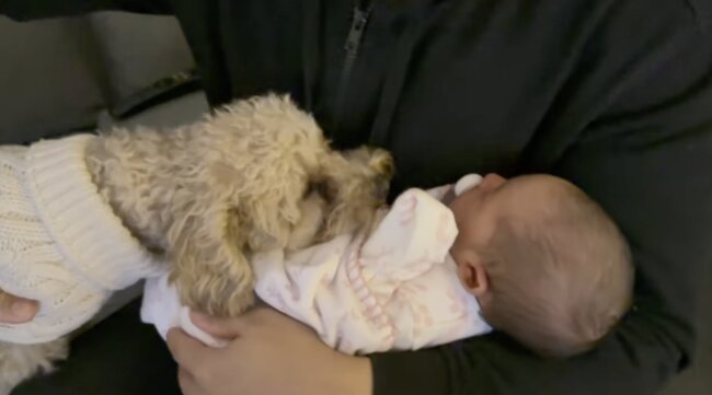 トイプードル,動画