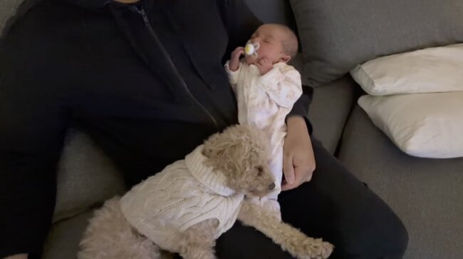 トイプードル,動画