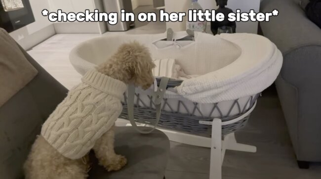 トイプードル,動画