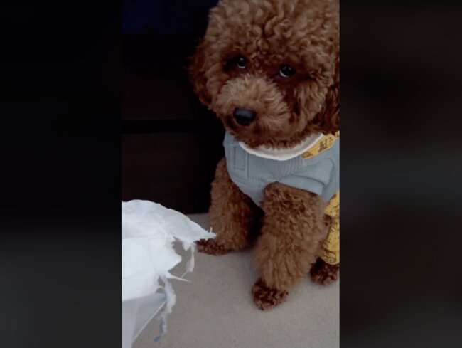 トイプードル,動画