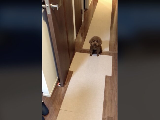 トイプードル,動画