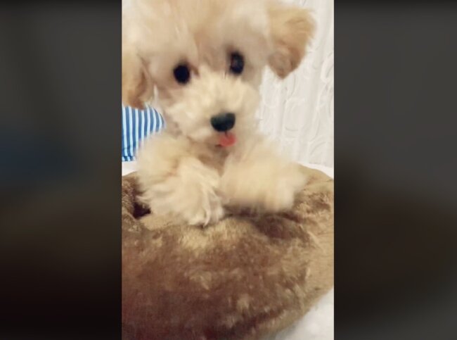 トイプードル,動画