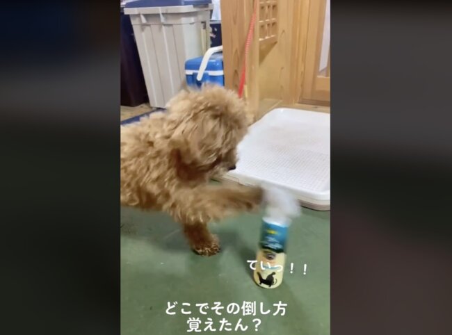 トイプードル,動画