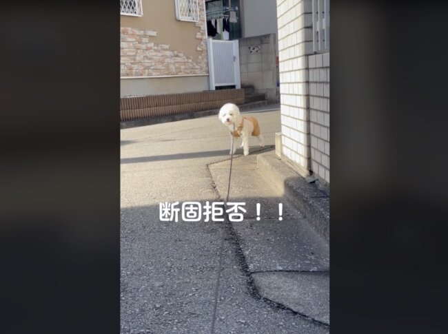 トイプードル,動画