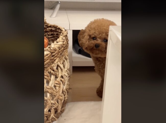 トイプードル,動画