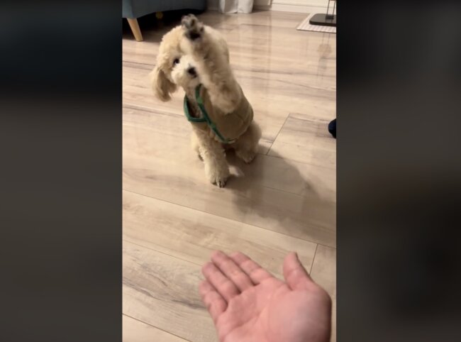 トイプードル,動画