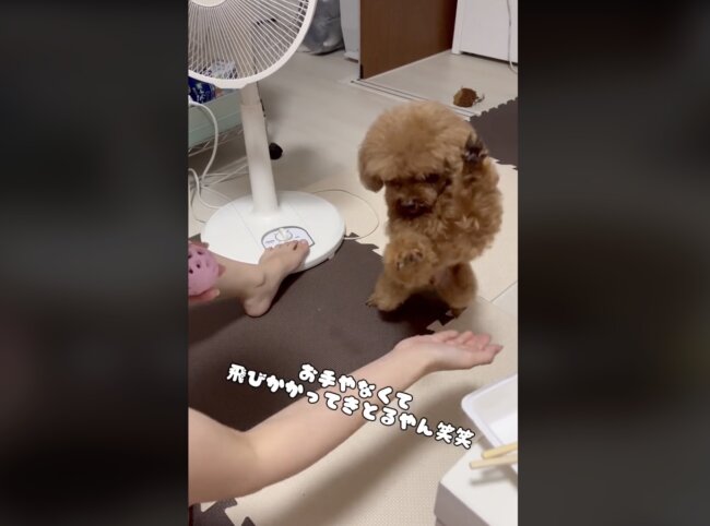 トイプードル,動画