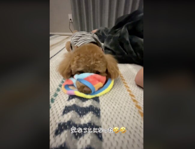 トイプードル,動画