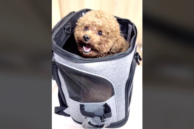 トイプードル,動画