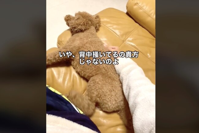 トイプードル,動画