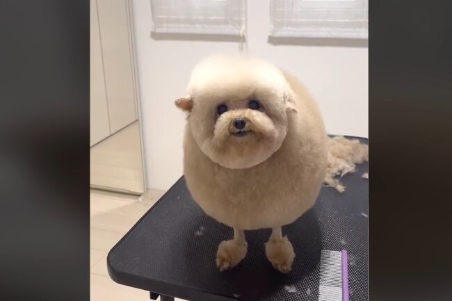 トイプードル,動画