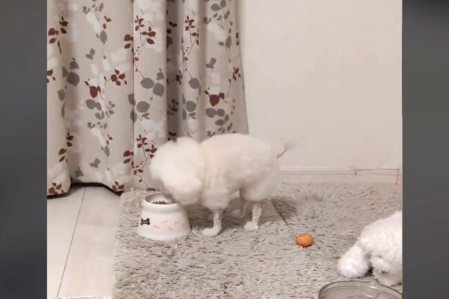 トイプードル,動画