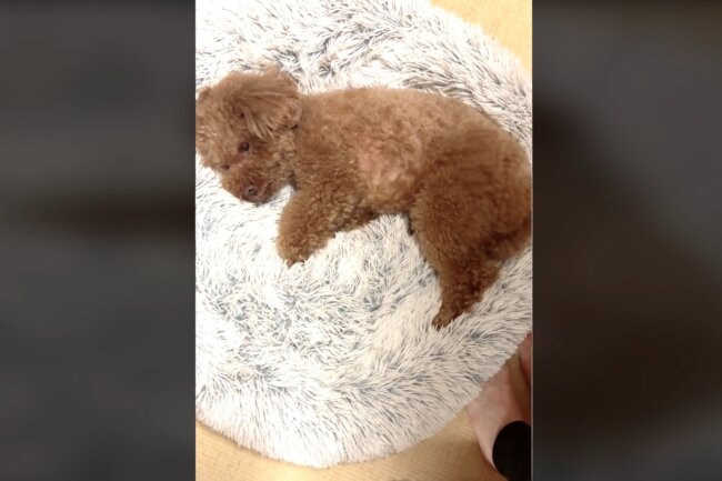 トイプードル,動画