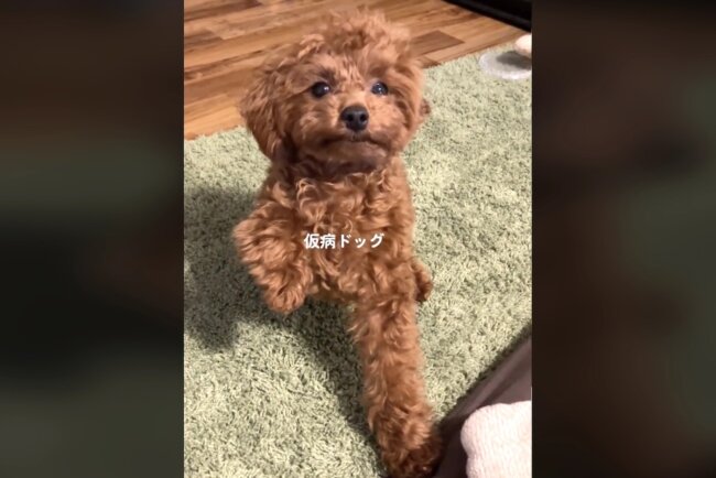 トイプードル,動画