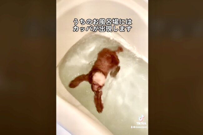 トイプードル,動画