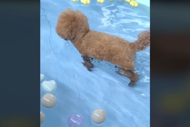 トイプードル,動画