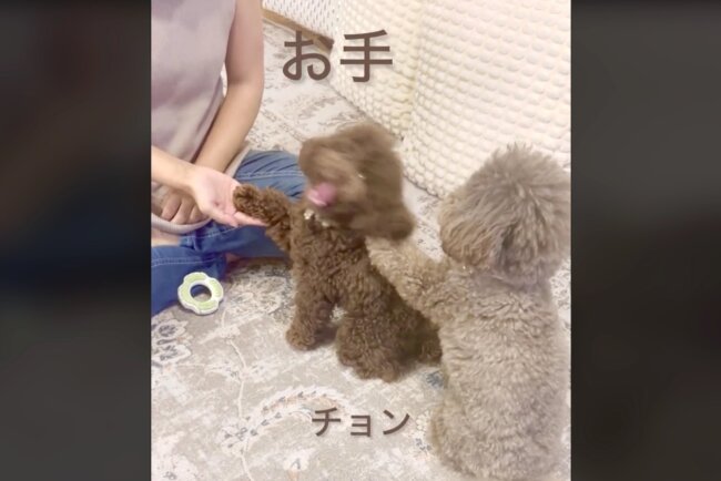 トイプードル,動画