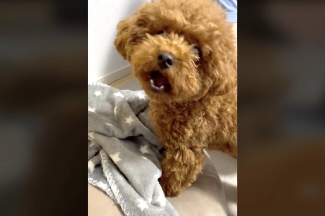 トイプードル,動画