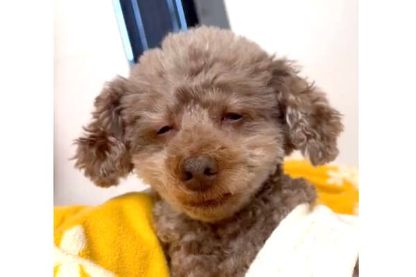 飼い主に「仕事行ってくる」と言われショボショボしちゃうトイプードル