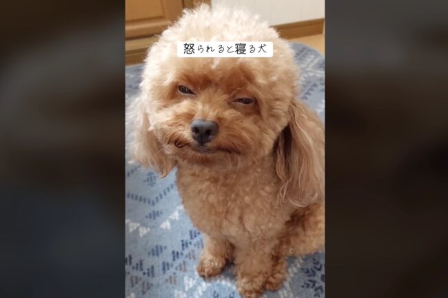 トイプードル,動画