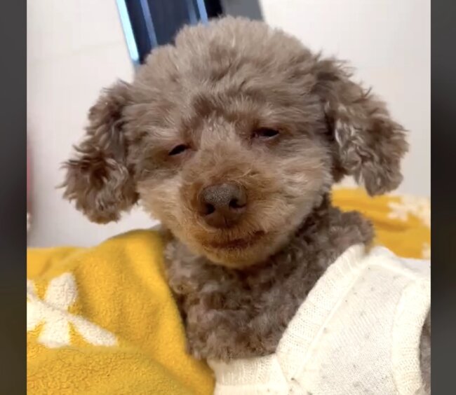 トイプードル,動画