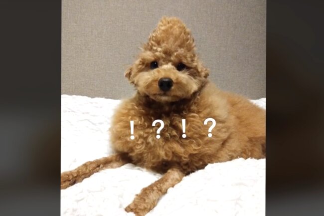 トイプードル,動画